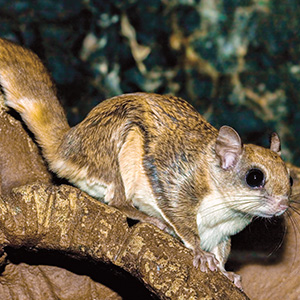 Photo of a flying squirrel on a branch