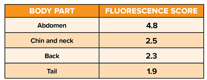 Table showing the different body parts of a flying squirrel and the corresponding flourescence score