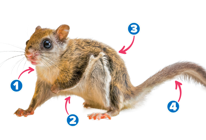 Diagram showing the different parts of a flying squirrel
