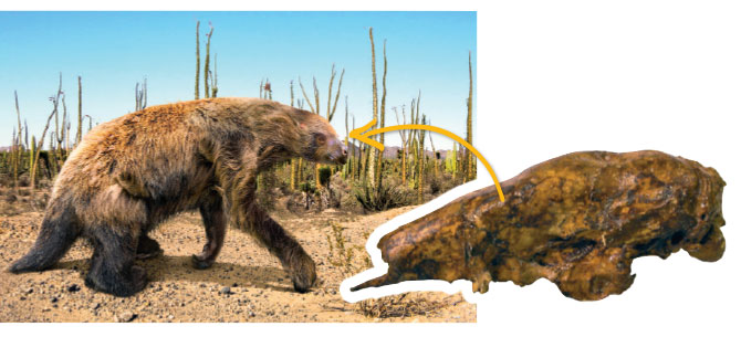 A fossilized skull and an illustration of an ancient sloth.