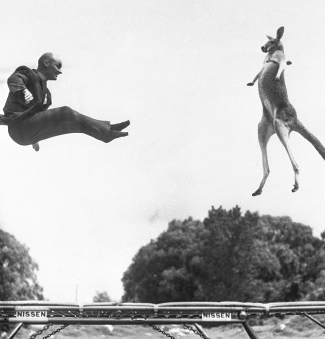 Old back-and-white photo of a man and a kangaroo jumping high on a trampoline