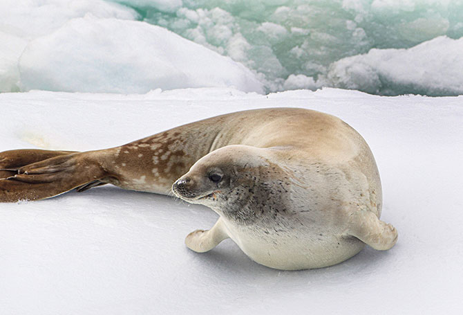 A seal lounging on a piece of sea ice