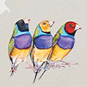 Painting of three colorful birds