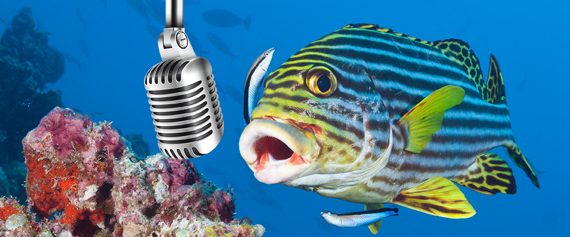 Image of a colorful striped fishing speaking into a microphone while underwater