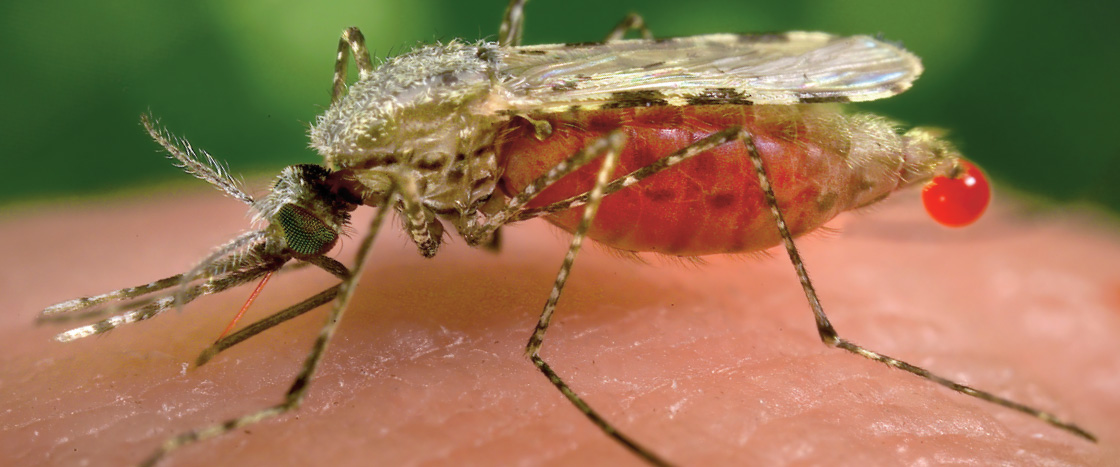 Close-up photo of a mosquito drawing blood from skin