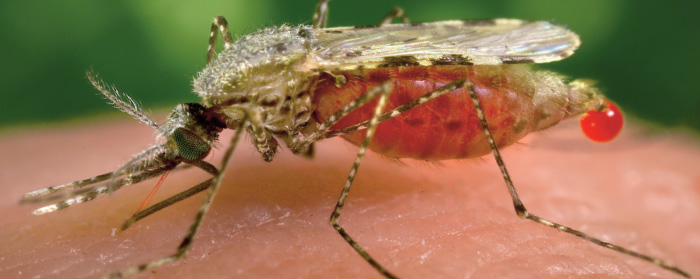 Close-up photo of a mosquito drawing blood from skin