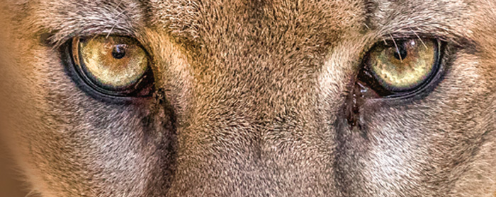 Image of a cougar&apos;s eyes