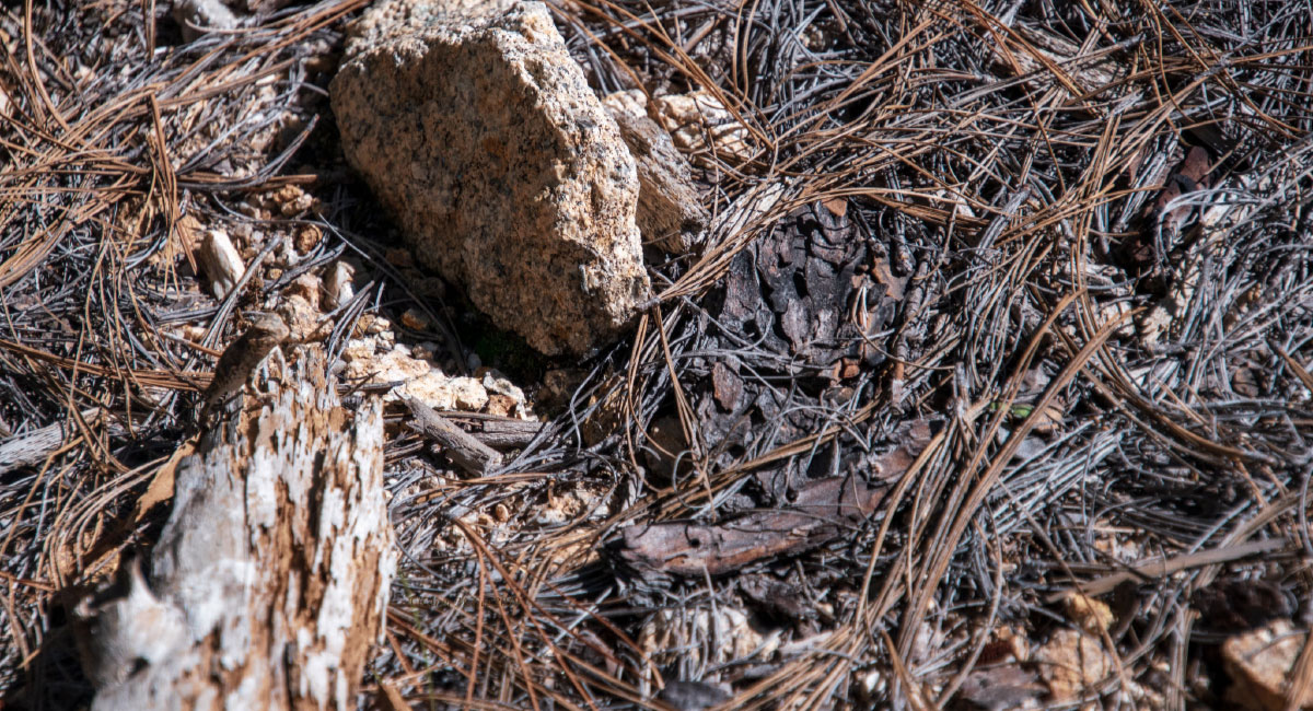 A lizard concealed on a log 