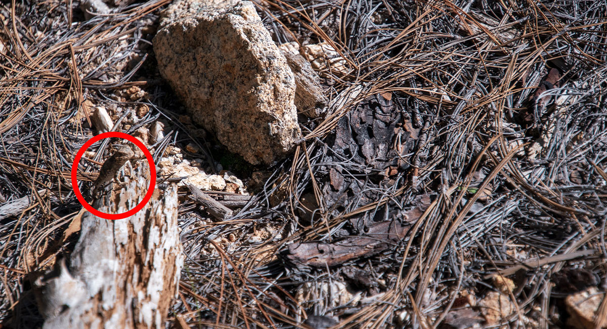 A lizard concealed on a log 