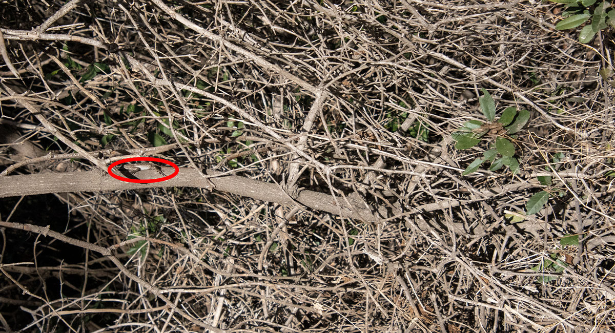 A lizard concealed on a branch