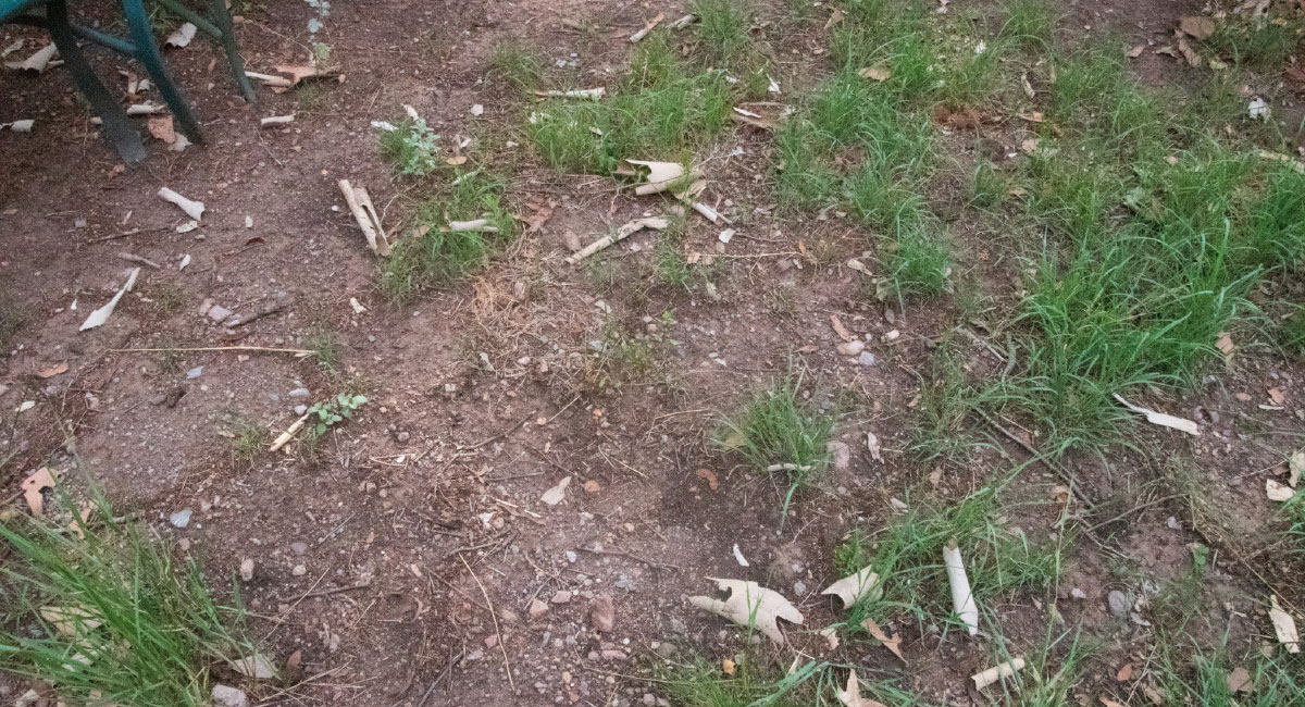 A lizard concealed in the grass