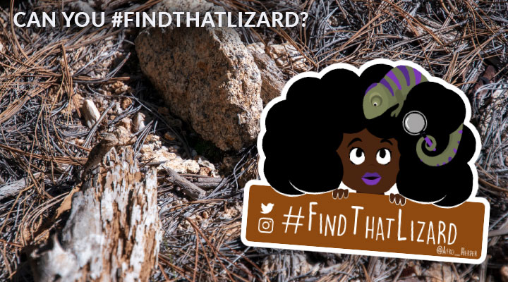 Slideshow thumbnail with Find That Lizard logo