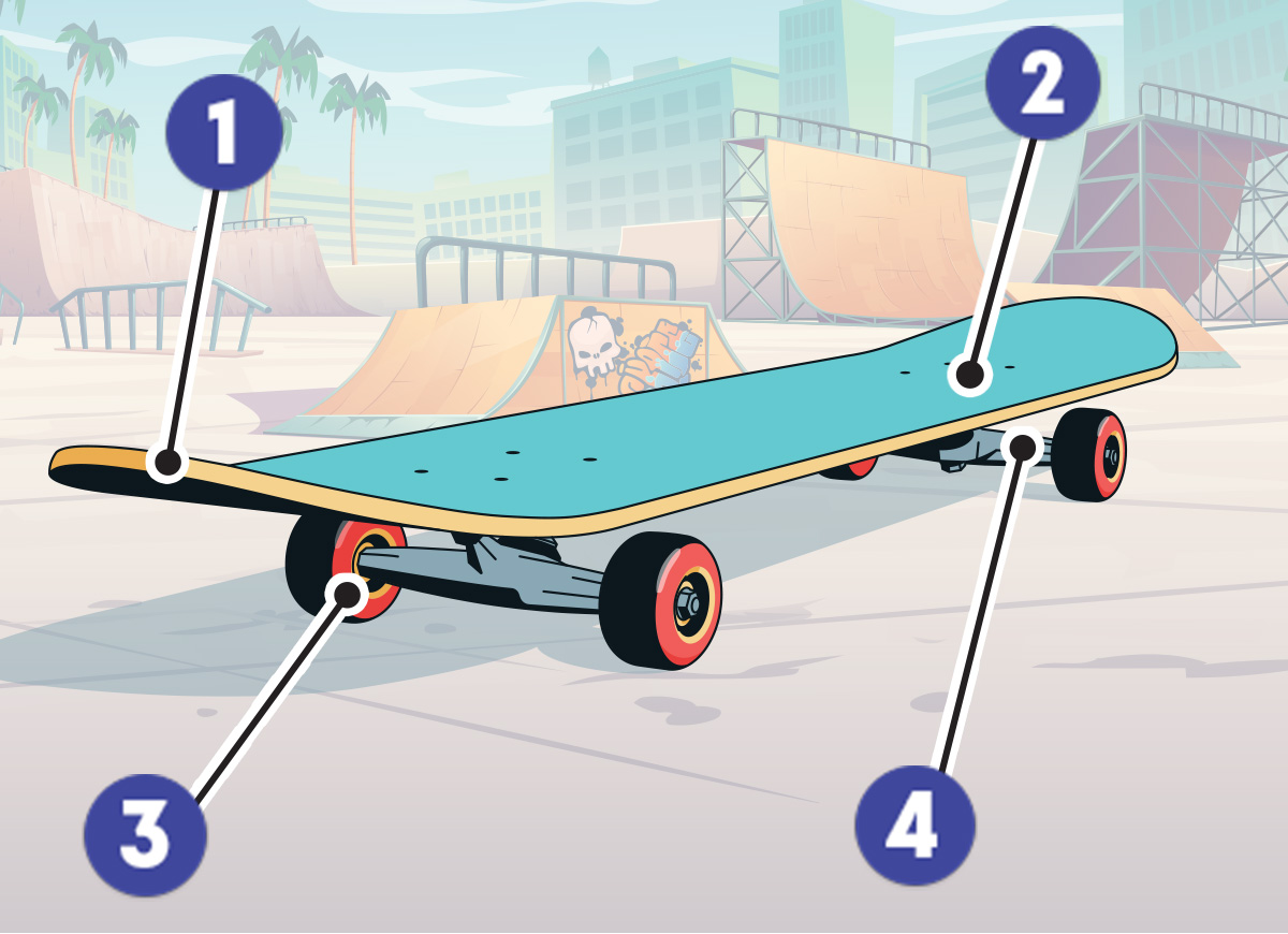 Illustrated diagram showing the different parts of a skateboard