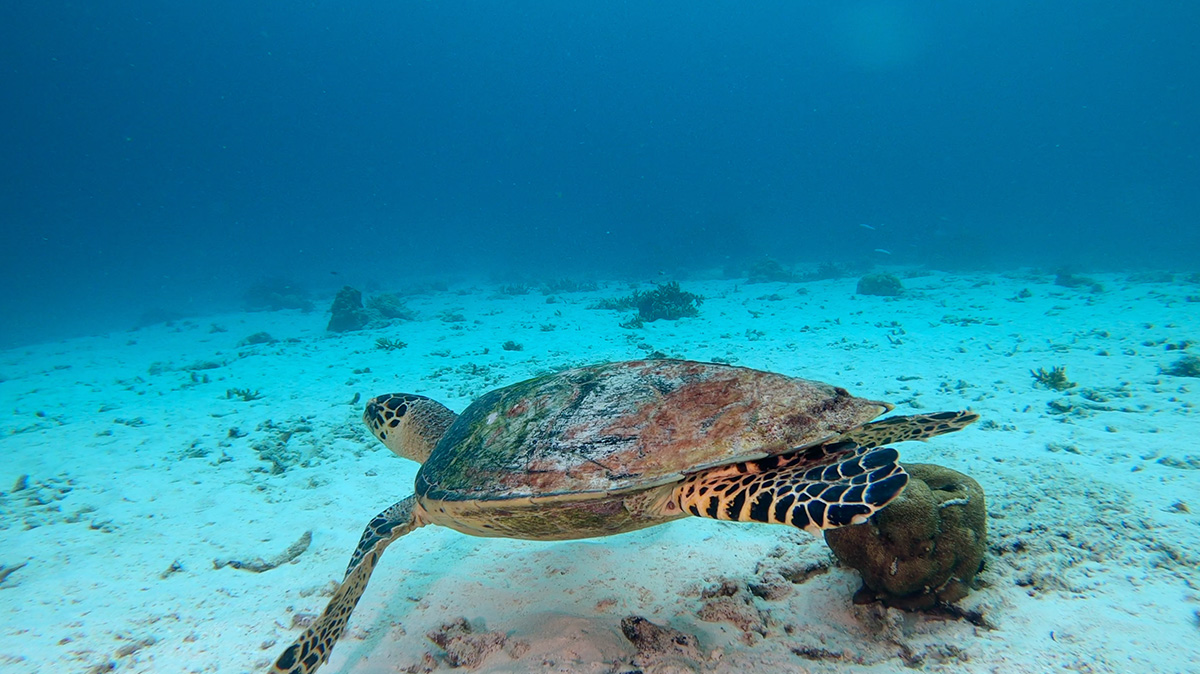 Image of a turtle underwater