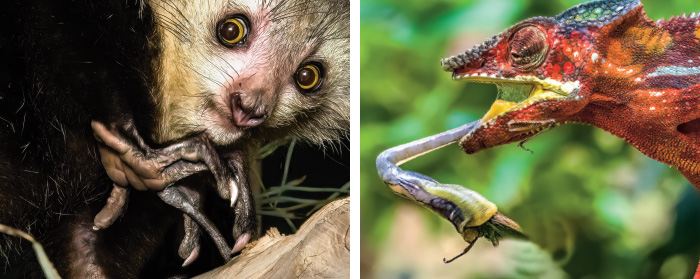 Two images: a lemur and the other of a chameleon catching an insect with its long tongue