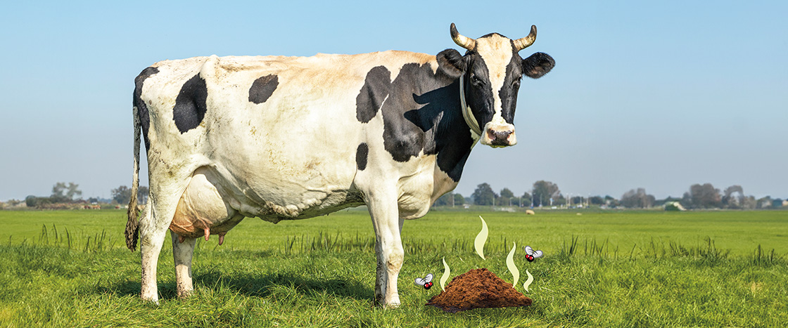 Image of a cow in a field standing next to smelly dung