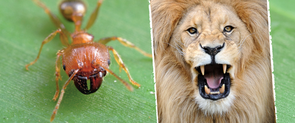 Image of an ant and a lion roaring