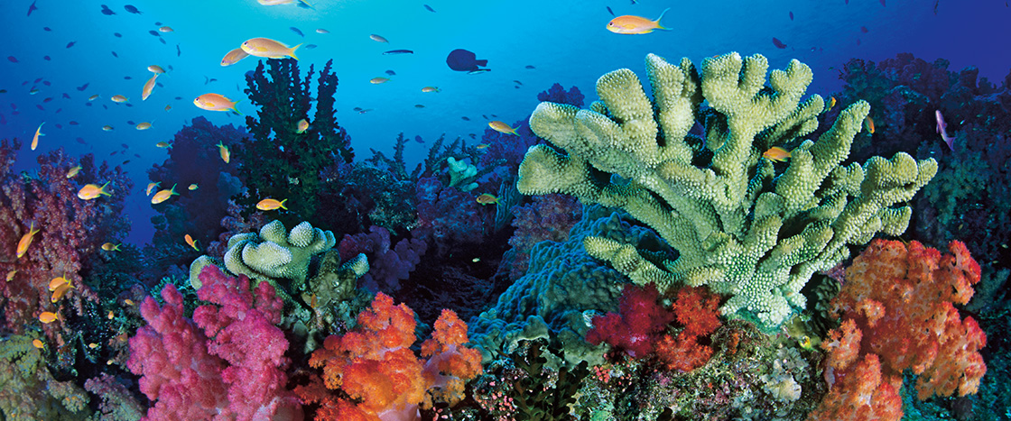 Image of a coral reef