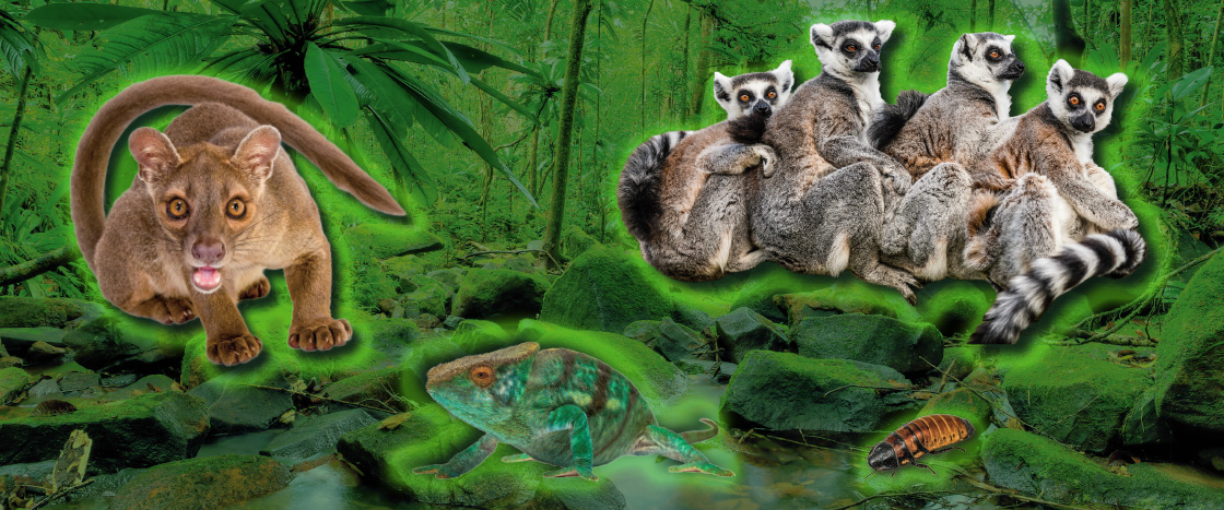 Image of cougar, chamelon, and lemurs