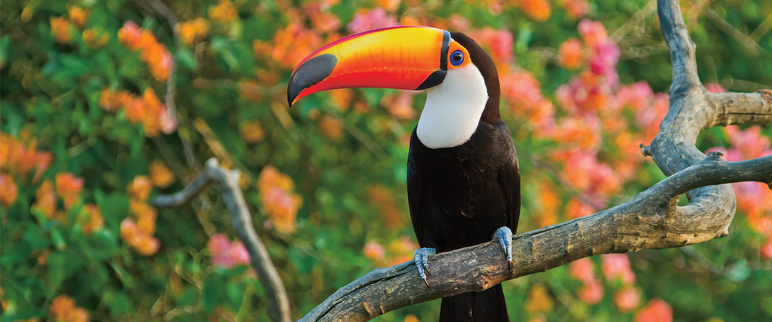 Photo of a toucan sitting on a branch