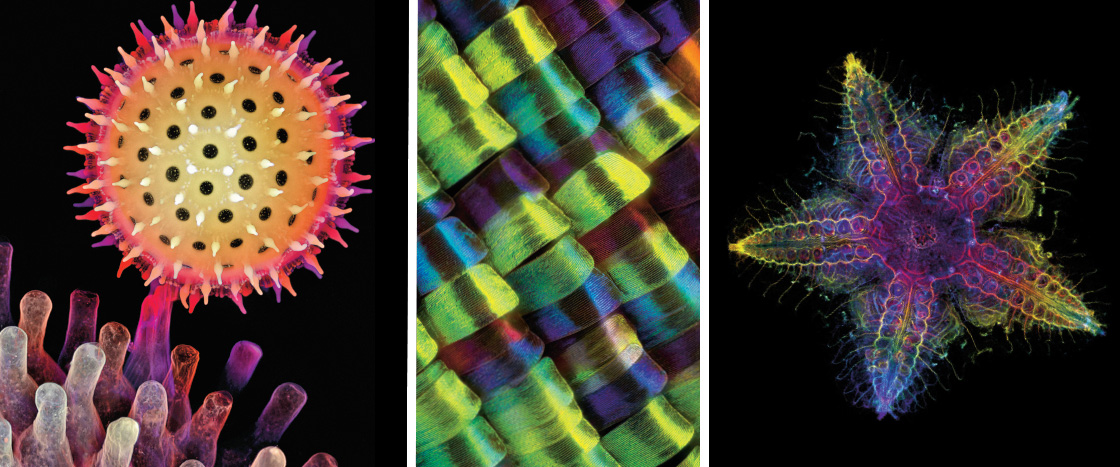 Image of three different colorful species under microscope