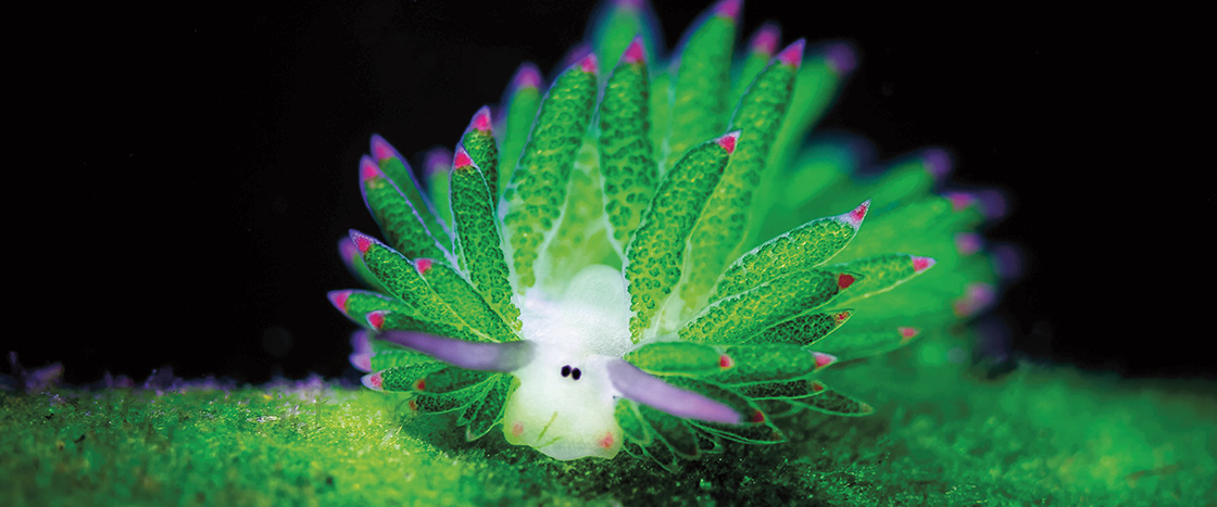 Image of bioluminescent sea creature resembling a sheep with green leaves around it