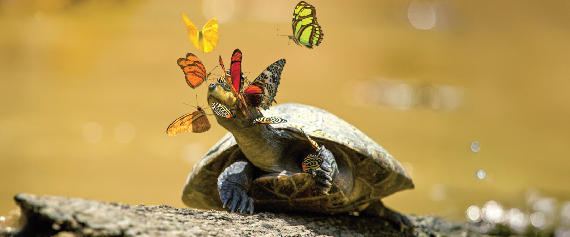 Photo of small turtle surrounded by a bunch of colorful butterflies