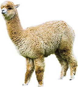Alpaca