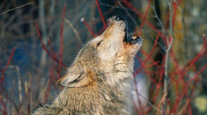 Wolf howling