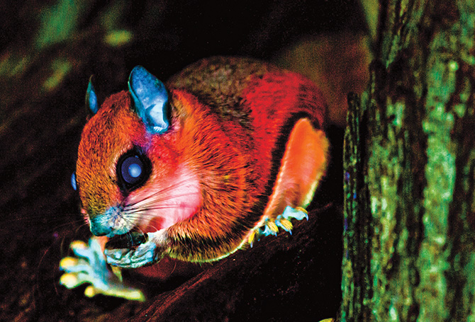 Photo of a colorful flying squirrel under ultraviolet light