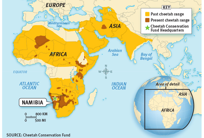 World map of the past and present range of cheetahs as well as the location of the Conservation Fund