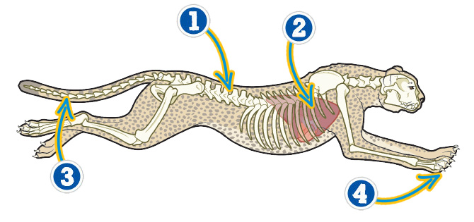 A diagram of the different internal parts of a cheetah