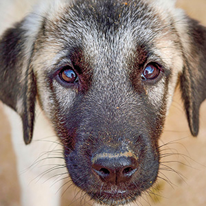 Puppy