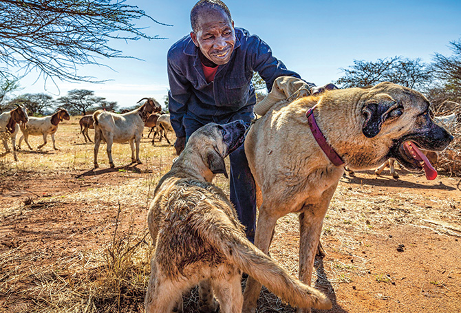 Person holding two dogs in a field of livestock