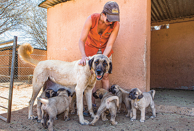 An adult standing with a female adult dog and her litter of puppies