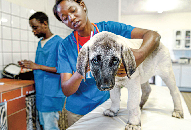 Two vets performing a checkup on a puppy