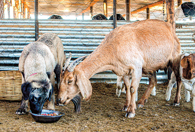 A dog and a goat eating from the same food bowl