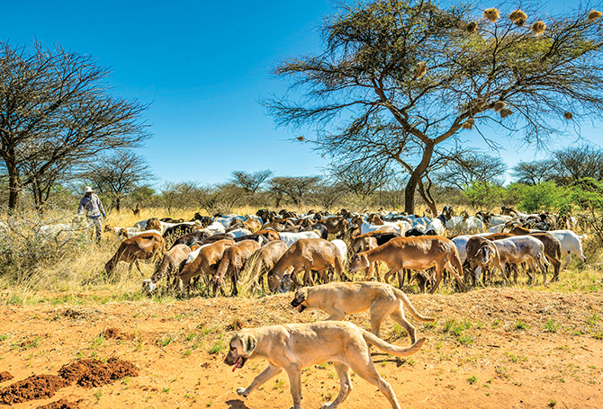 Dogs guarding livestock