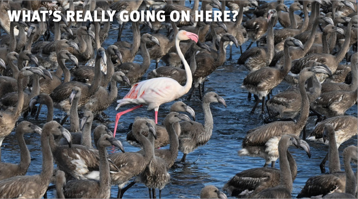 A pink adult flamingo among a group of dark brown flamingo chicks. Text: What&apos;s Really Going On Here