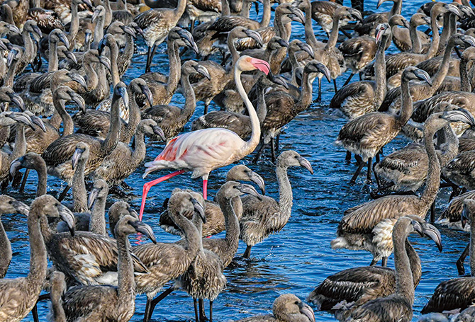 One pink adult flamingo among a group of dark brown flamingo chicks