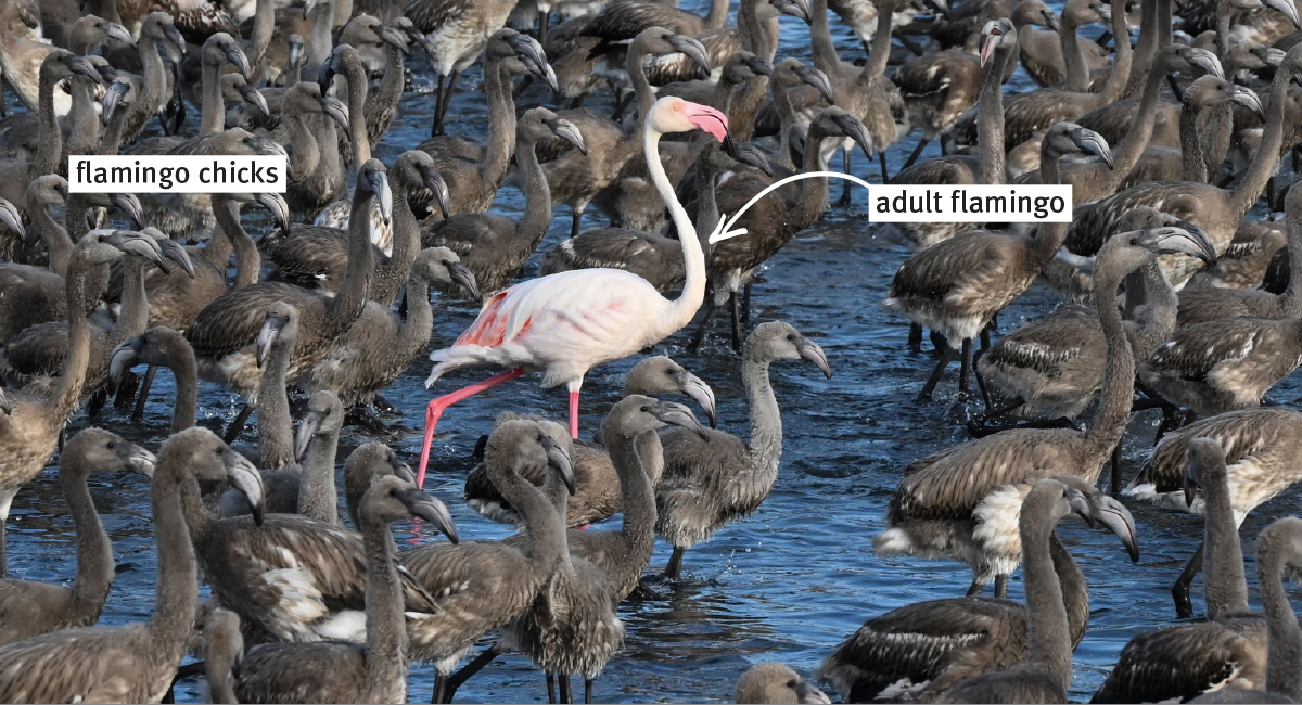 One pink adult flamingo among a group of dark brown flamingo chicks