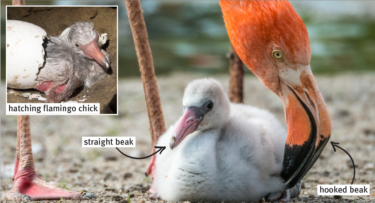 Image of hatching flamingo chick and an image of a baby with a straight beak and parent with hooked