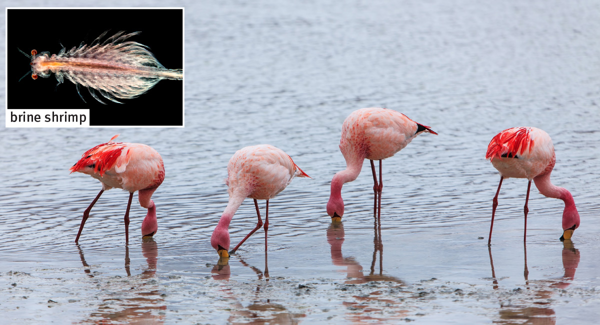 Four flamingos in water and a picture in the left-hand corner of a brine shrimp