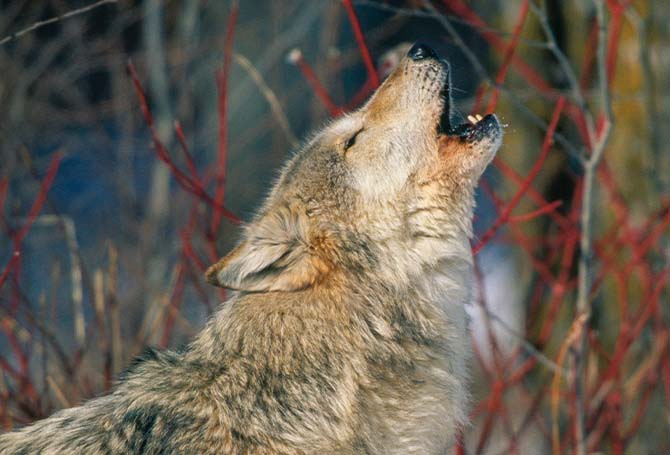 Wolf howling